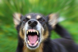 Tulsa dog bite attorney