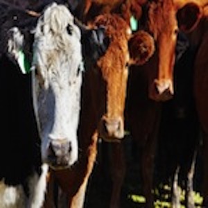 injuries caused by cattle in Oklahoma